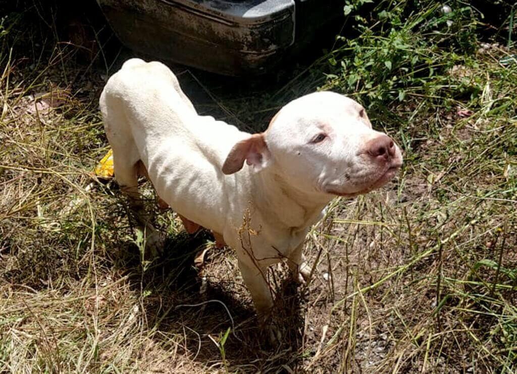 Pitbulls em situação de maus tratos em Várzea Paulista