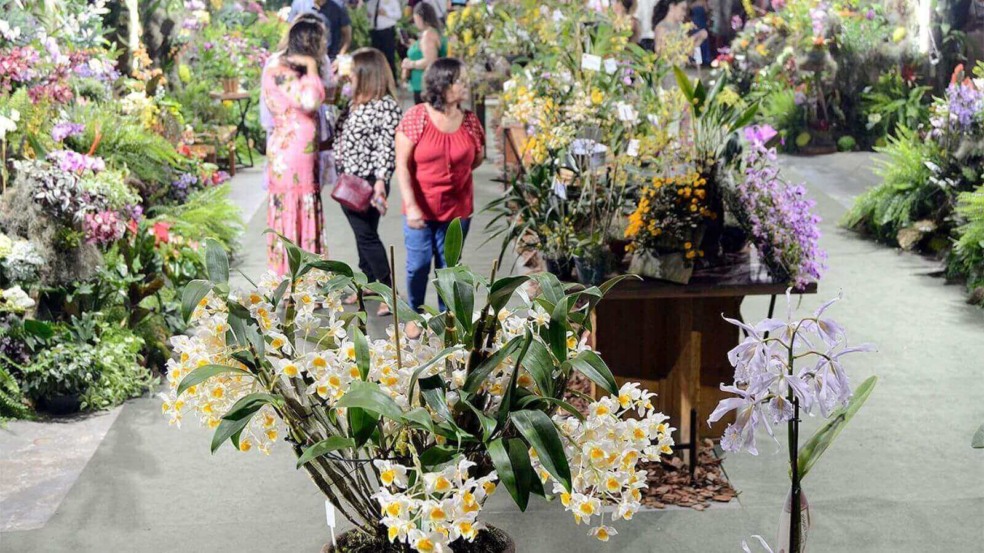 Orquídeas - Raízes em Flor