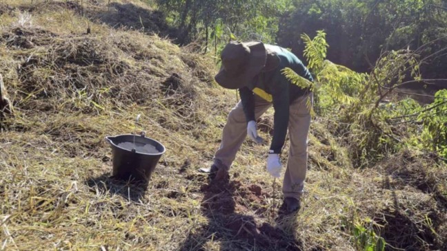 Homem plantando muda de árvore