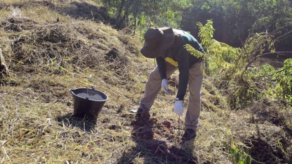 Homem plantando muda de árvore