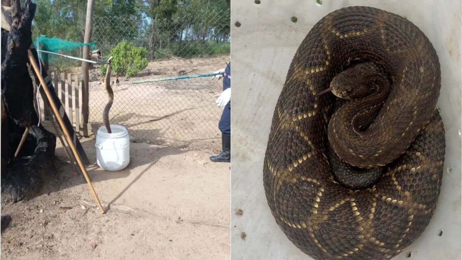 Mulher encontra cobra cascavel em Várzea Paulista