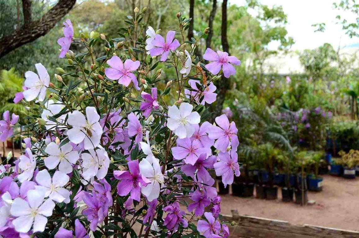 Várzea Paulista promove campanha de doação de mudas de Manacá da Serra Várzea Paulista promove campanha de doação de mudas de Manacá da Serra