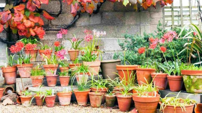 (Foto: smudgerone/Canva)