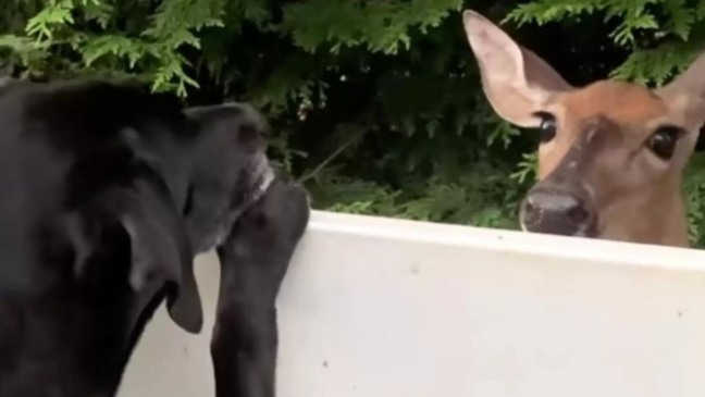 (Foto: Reprodução/The Dodo)