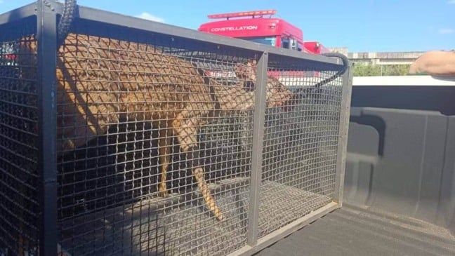 Veado resgatado em Campo Limpo Paulista