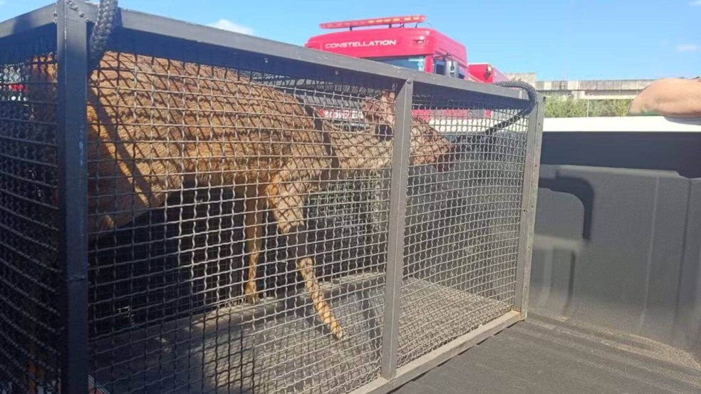 Veado resgatado em Campo Limpo Paulista
