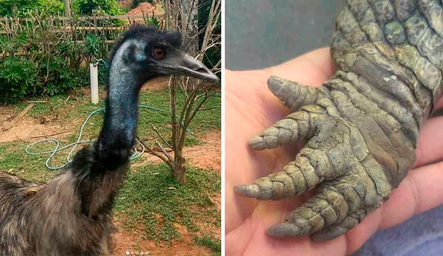Veterinário de Jundiaí já salvou cobras, emus e até uma lhama na região
