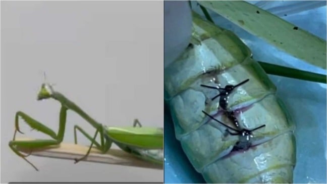 Louva-a-deus operado