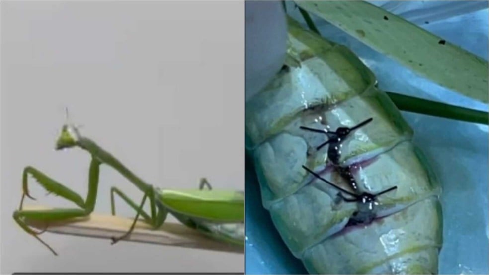 Louva-a-deus operado