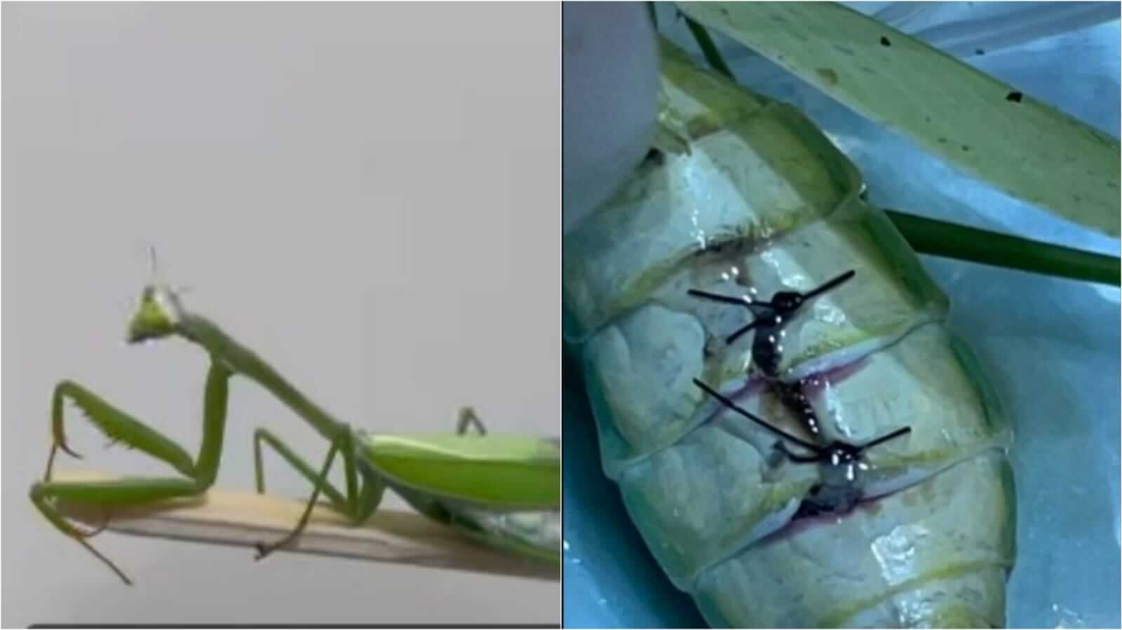 Louva-a-deus operado