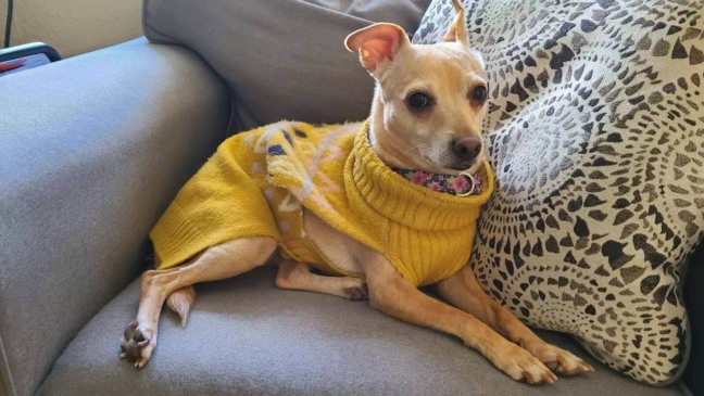 Foto: Reprodução/Arquivo Pessoal/The Dodo