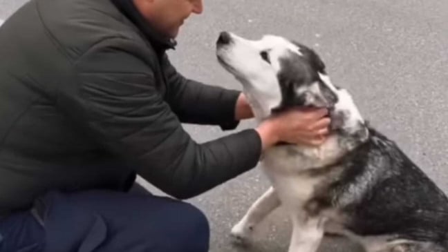 Homem reencontrando cachorro