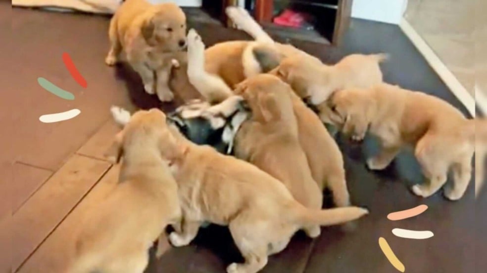 Filhotes brincando com cachorro husky