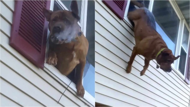 Cachorro pulando de janela