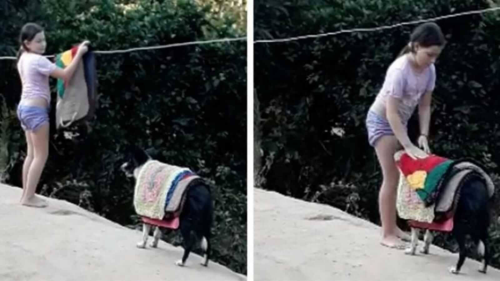 Cachorro ajudando menina a recolher tapetes do varal