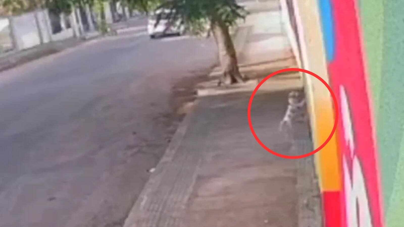 Cachorro filmado em creche de animais