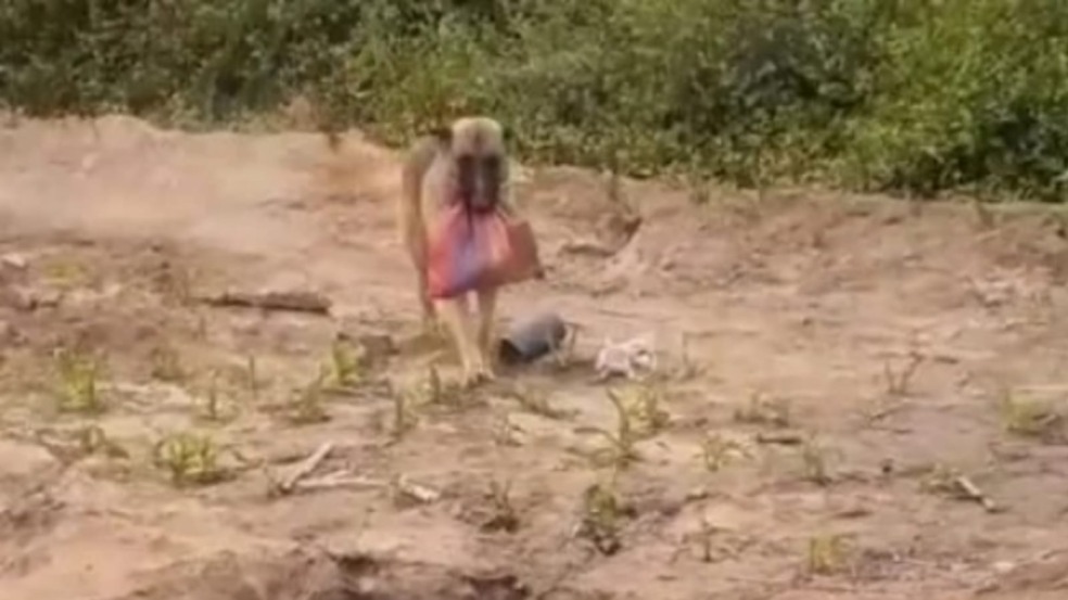 Cachorro levando comida para tutor