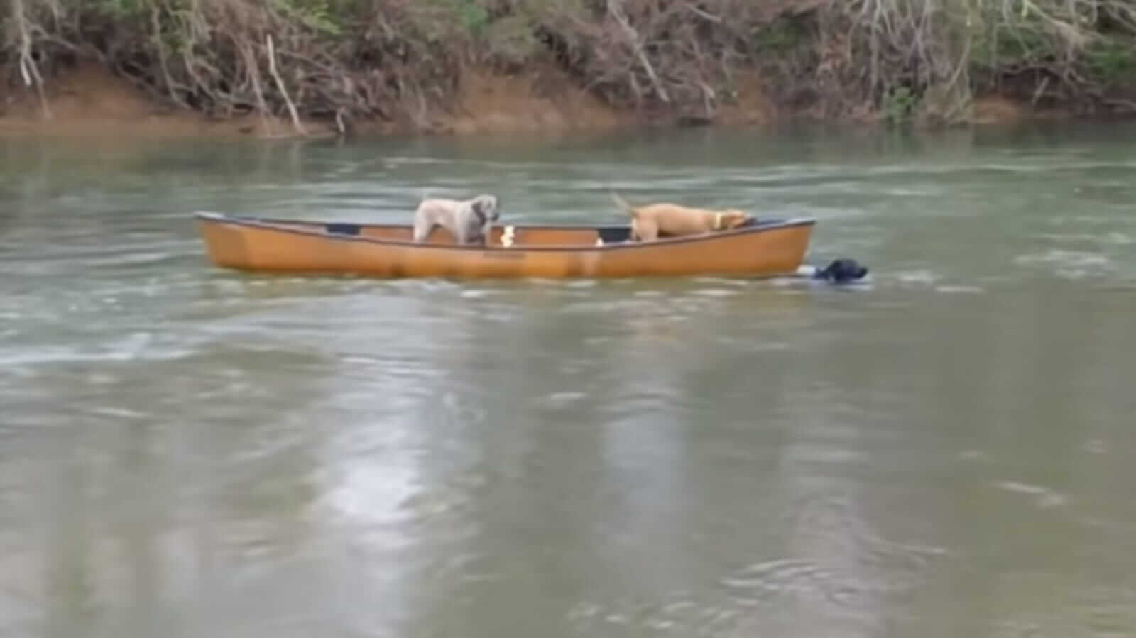 Cachorro salva cães presos em canoa