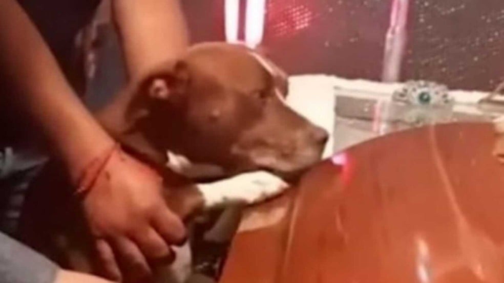 Cachorro apoiado em caixão