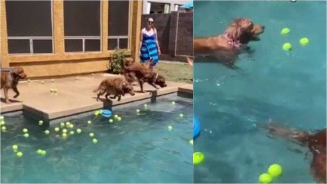 Cachorros golden retrievers pulando em piscina