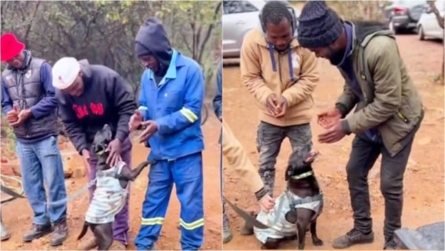Cachorro se despedindo de abrigo