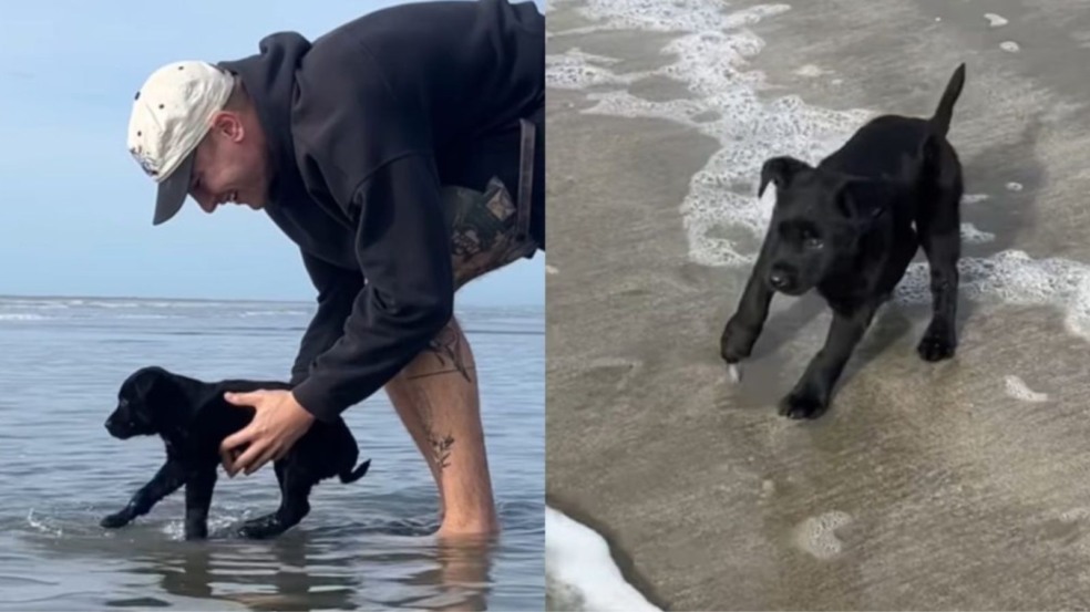 Shaggy conhecendo o mar com seu tutor