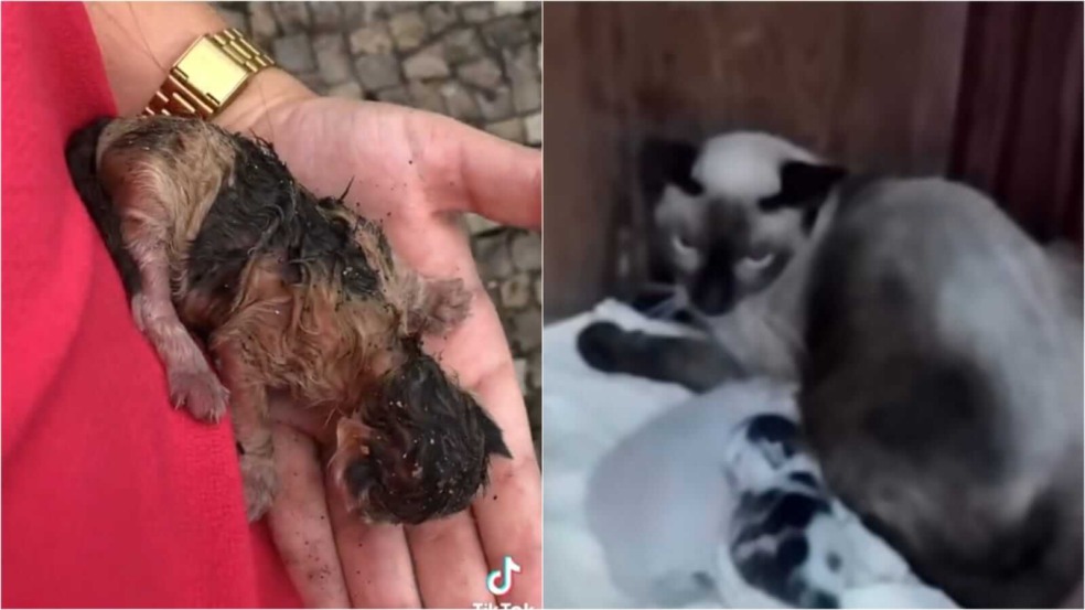 Filhote de gato resgatado no lixo