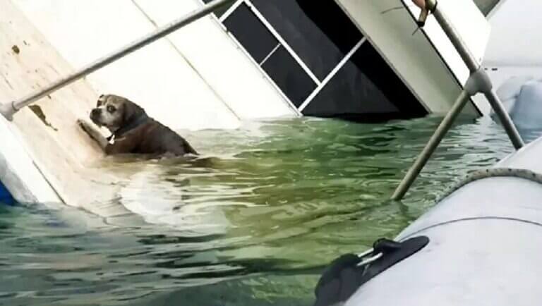 Cachorro em barco afundando