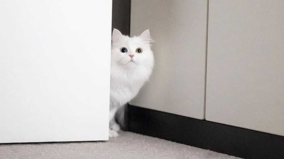 Foto: Instagram/mmeowmmia