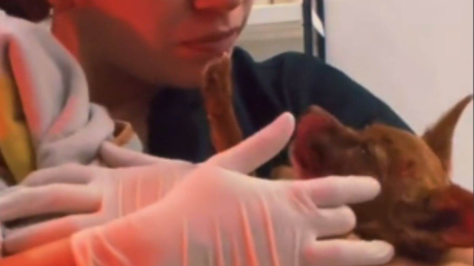 Veterinária acalmando cachorro