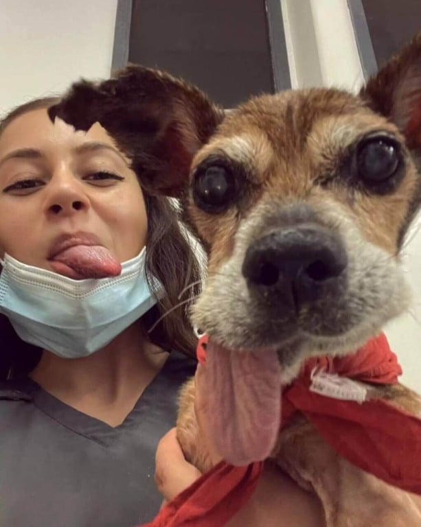 Veterinária com cachorro