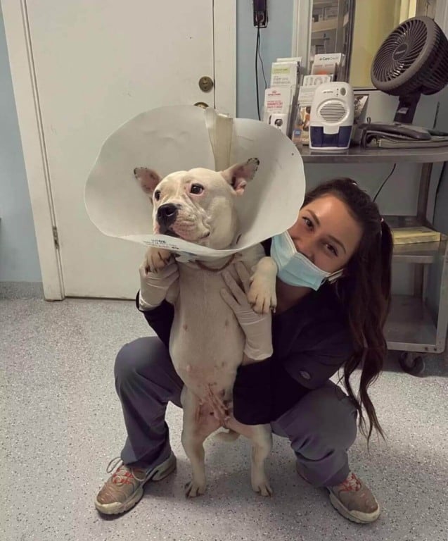 Veterinária com cachorro