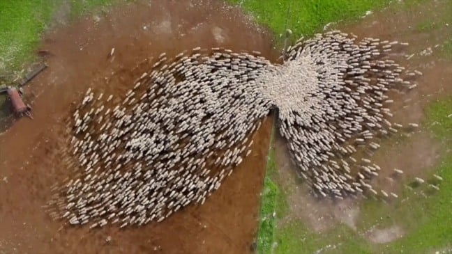 Rebanho de ovelhas captadas por cima com drone