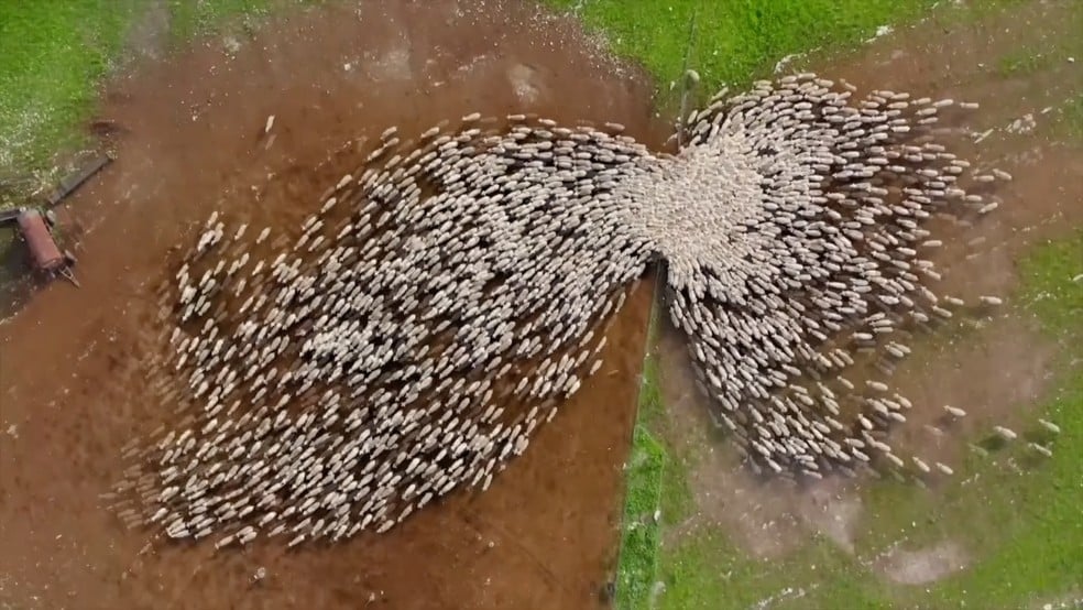 Rebanho de ovelhas captadas por cima com drone