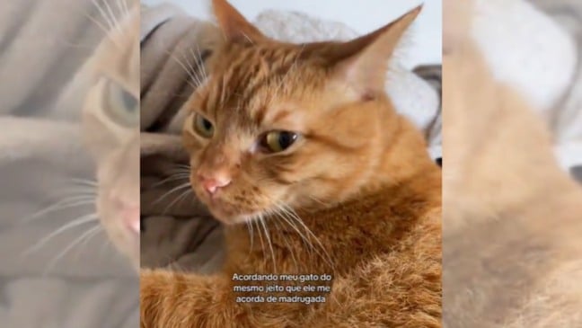 Gato laranja deitado em cama