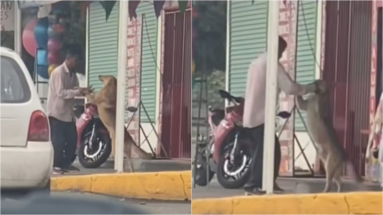 Vira-lata caramelo dançando com homem