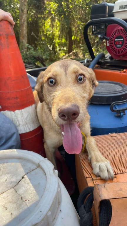 Vira-lata caramelo é resgatado após cair em poço de 12 metros em Várzea Paulista