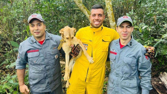 Vira-lata caramelo é resgatado após cair em poço de 12 metros em Várzea Paulista
