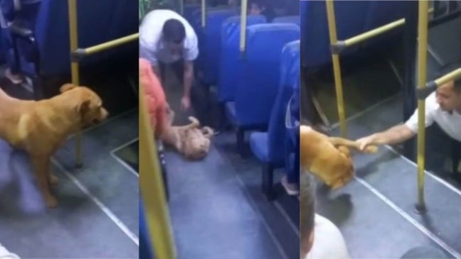 Vira-lata caramelo invade ônibus