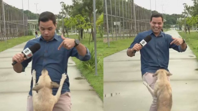 Cachorro vira-lata caramelo invade jornal ao vivo