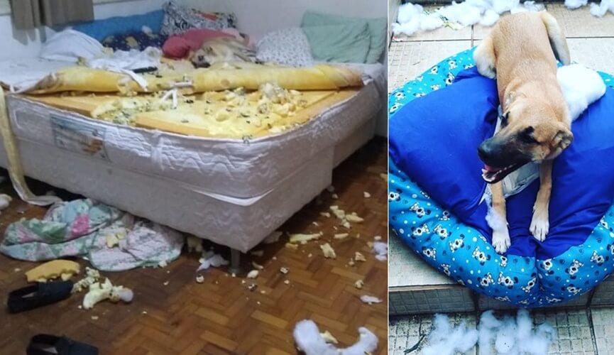 Vira-lata destrói quarto e cama da dona e vira sensação na web