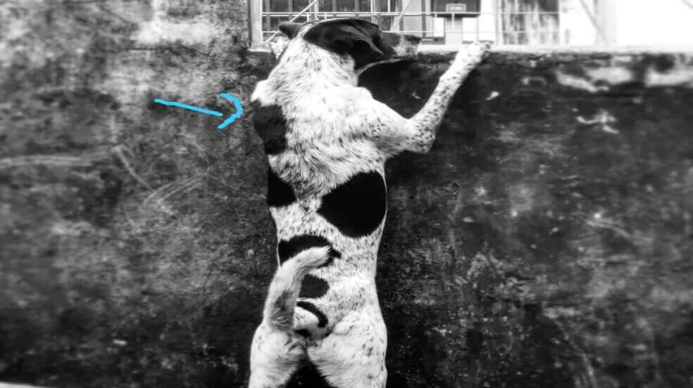 Cachorro em pé no muro