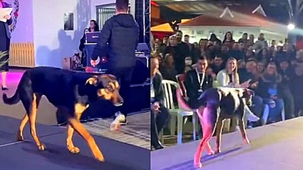 (Foto: Reprodução/amomeupet)