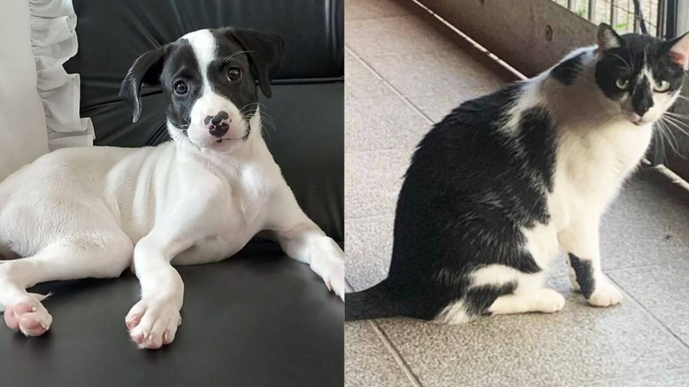 Cachorro e gato para adoção em Jundiaí Cachorro e gato para adoção em Jundiaí