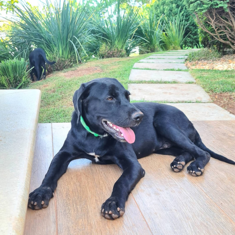 Cachorro para adoção em Jundiaí