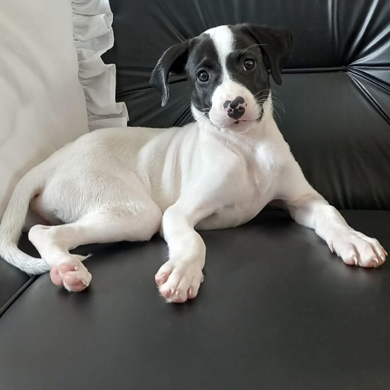 Cachorro para adoção em Jundiaí