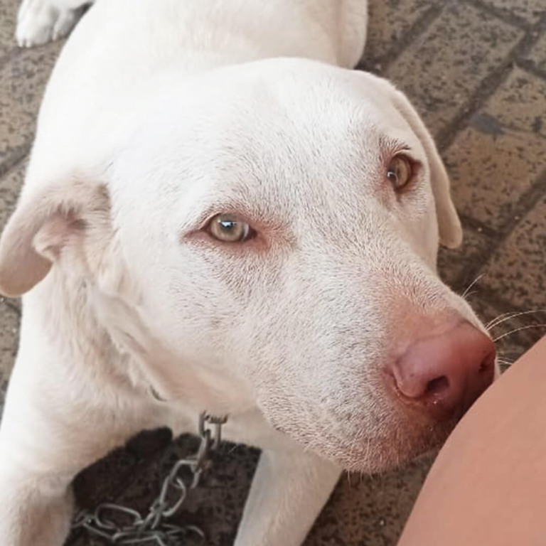 Cachorro para adoção em Jundiaí