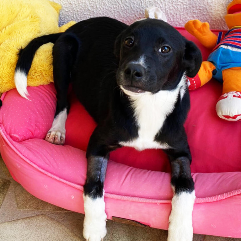 Cachorro para adoção em Jundiaí