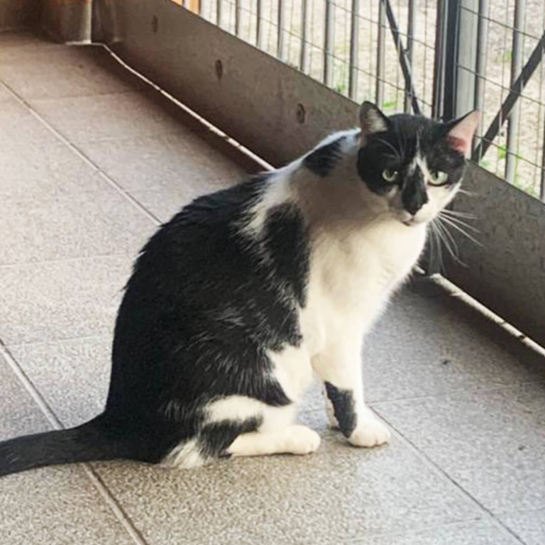 Gato para adoção em Jundiaí