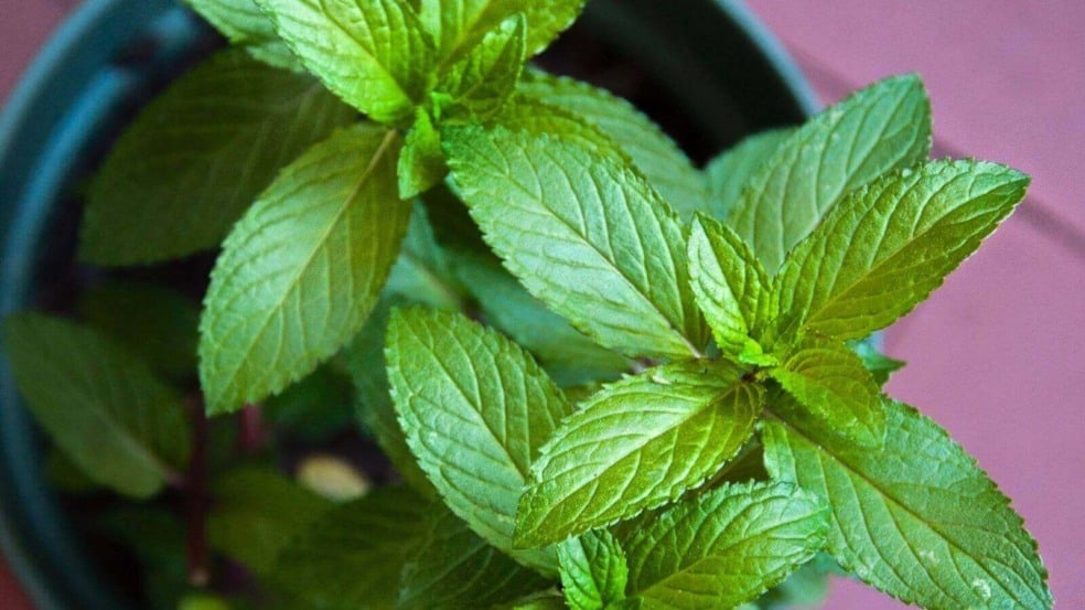 Plantação de hortelã em vaso